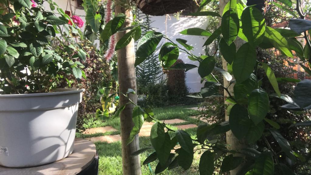 Palmeras tropicales junto a la fachada de Vila Kuchastana